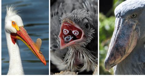 20 Birds With Unbelievable Beaks .